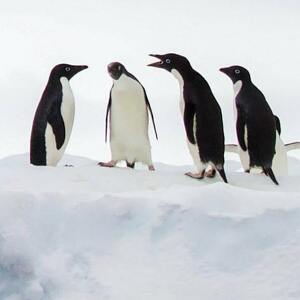 Team Page: Business Geese